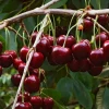 Prunus avium 'Regina' - mini