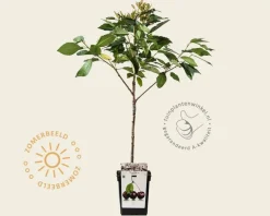 Prunus avium 'Regina' - mini