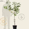 Prunus avium 'Sam' - laagstam