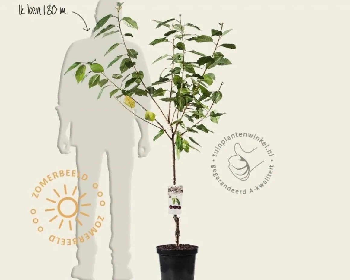 Prunus avium 'Sam' - laagstam