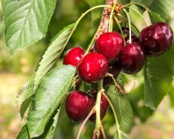 Prunus avium 'Sam' - laagstam