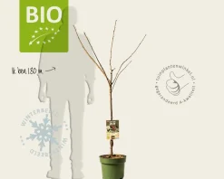 Prunus avium 'Stella' - BIO laagstam
