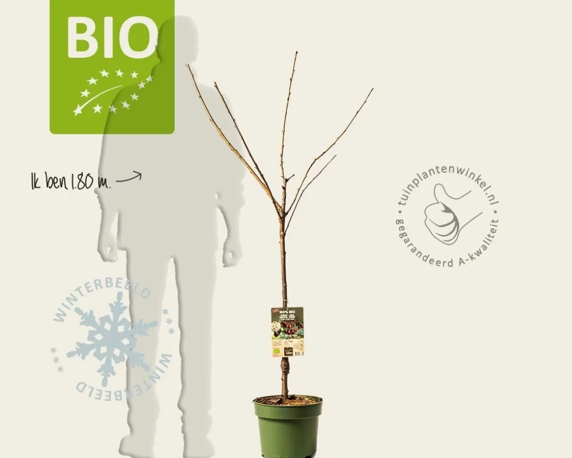 Prunus avium 'Stella' - BIO laagstam