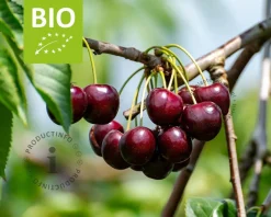Prunus avium 'Stella' - BIO laagstam