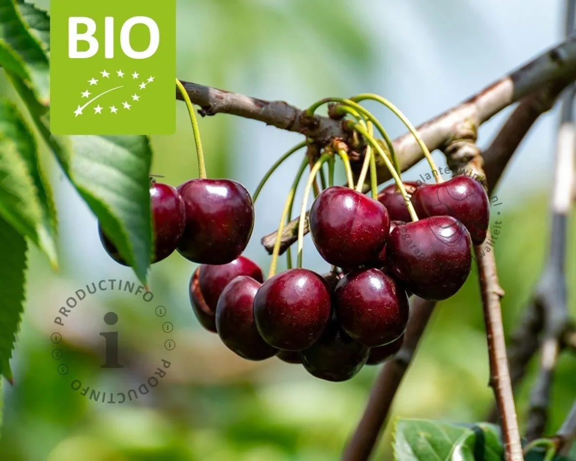 Prunus avium 'Stella' - BIO laagstam