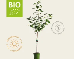 Prunus avium 'Stella' - BIO laagstam