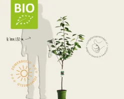 Prunus avium 'Stella' - BIO laagstam
