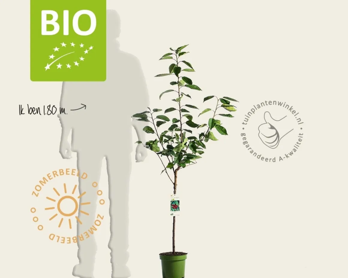 Prunus avium 'Stella' - BIO laagstam