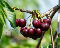 Prunus avium 'Stella' - laagstam