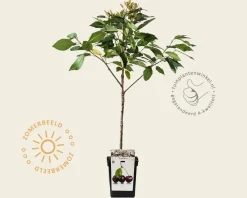 Prunus avium 'Stella' - mini