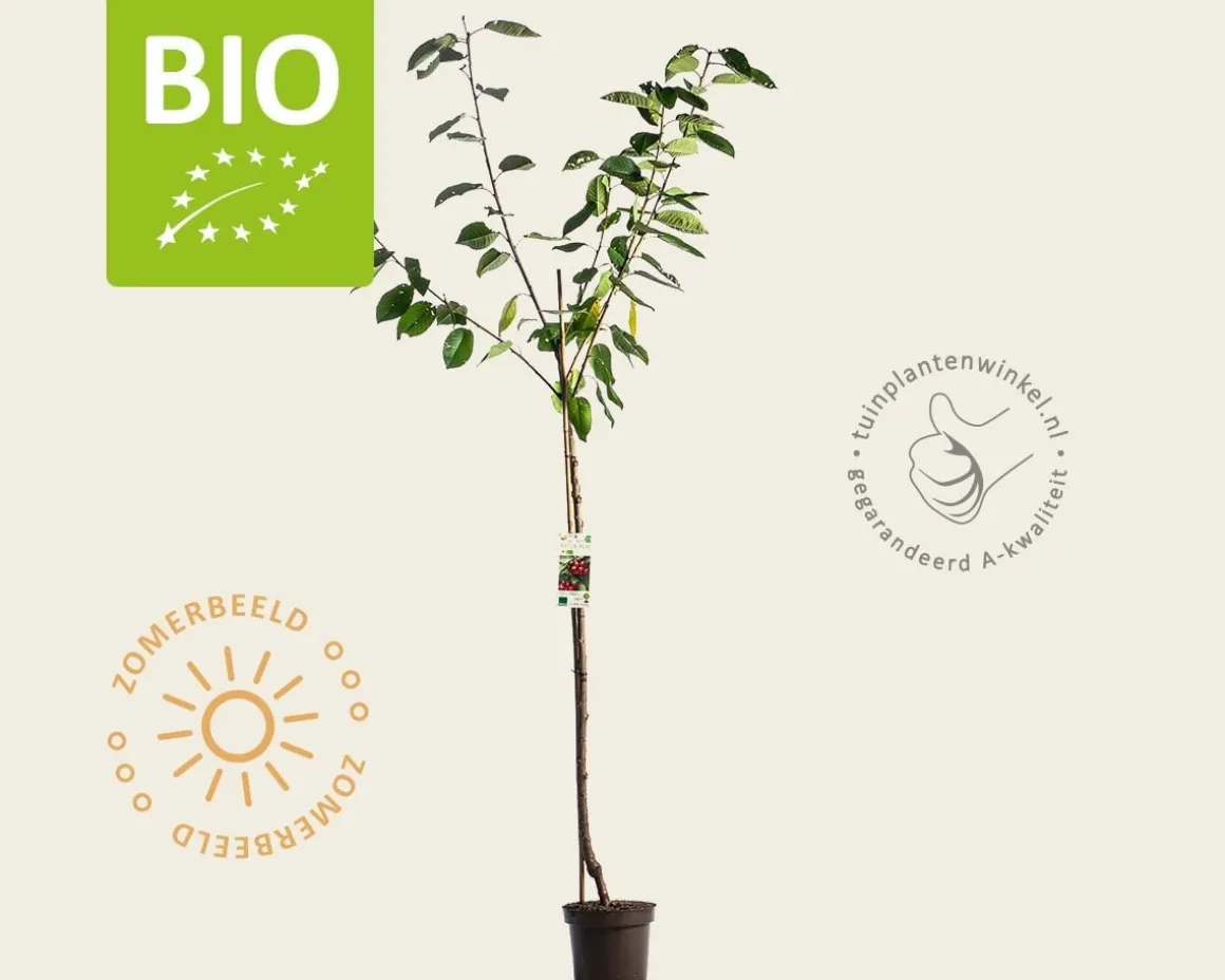 Prunus avium 'Sunburst' - BIO halfstam