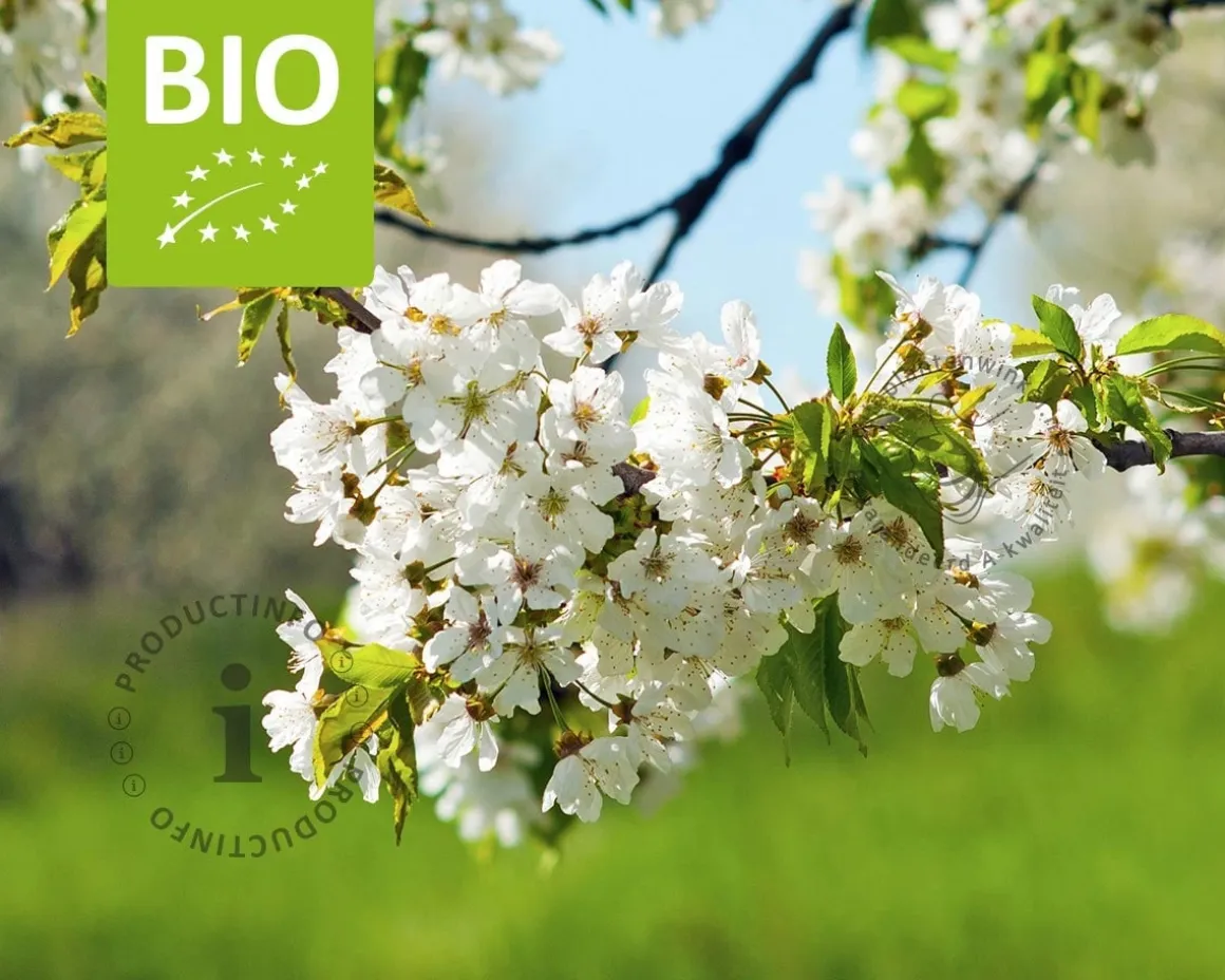 Prunus avium 'Sunburst' - BIO halfstam
