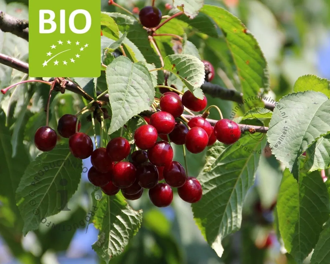 Prunus avium 'Sunburst' - BIO halfstam