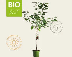 Prunus avium 'Sunburst' - BIO laagstam