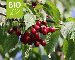 Prunus avium 'Sunburst' - BIO laagstam