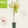 Prunus avium 'Sunburst' - BIO mini