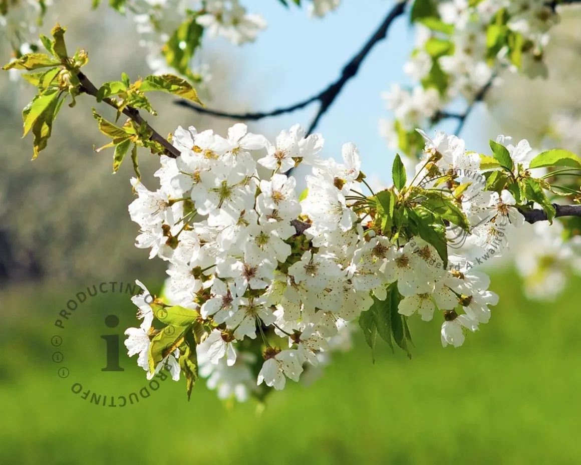 Prunus avium 'Sunburst' - halfstam