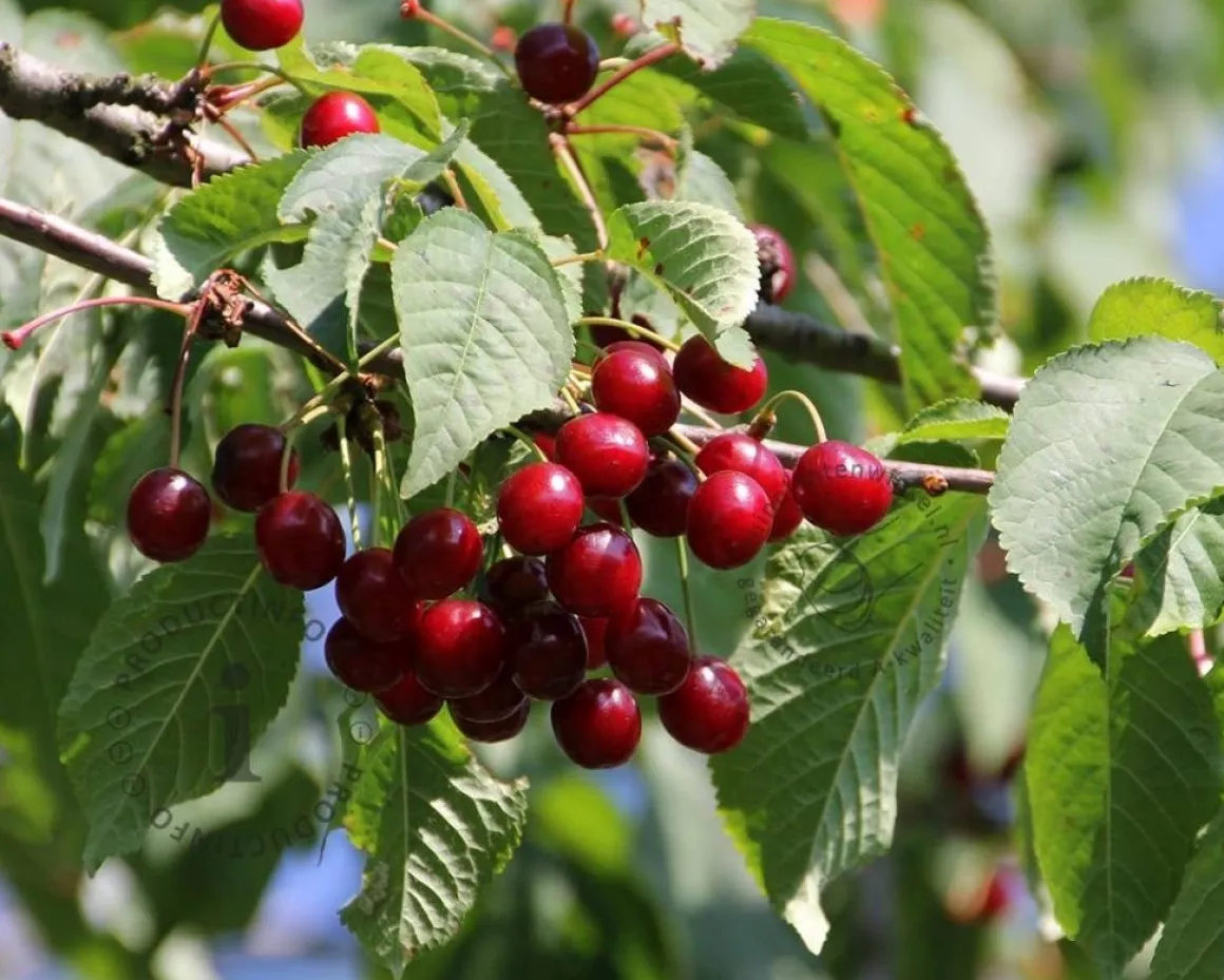 Prunus avium 'Sunburst' - halfstam