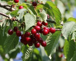 Prunus avium 'Sunburst' - hoogstam