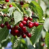 Prunus avium 'Sunburst' - laagstam