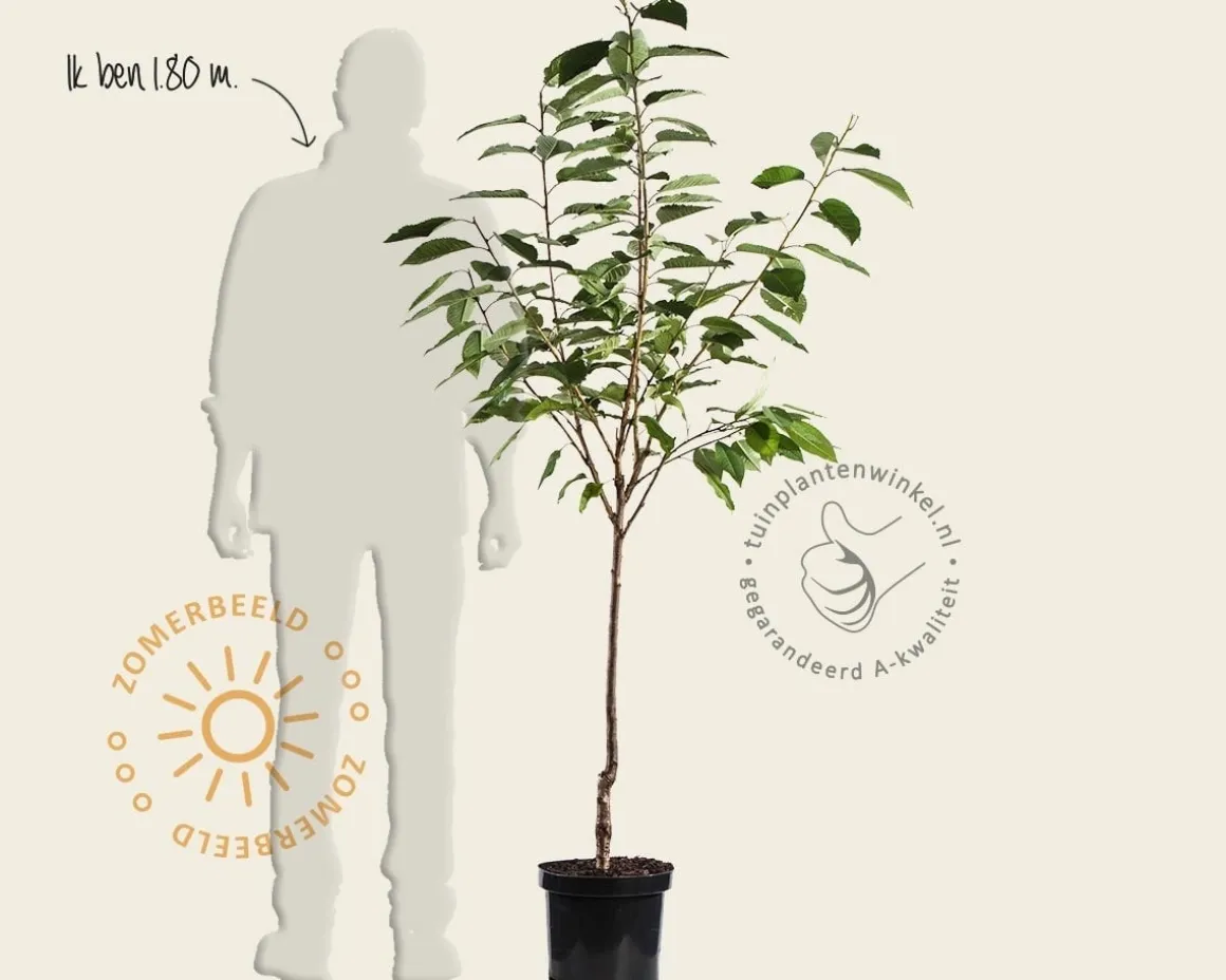 Prunus avium 'Sunburst' - laagstam