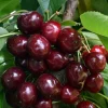 Prunus avium 'Sylvia' - zuilvorm