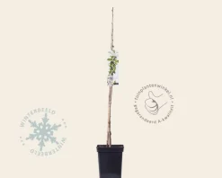 Prunus avium 'Sylvia' - zuilvorm