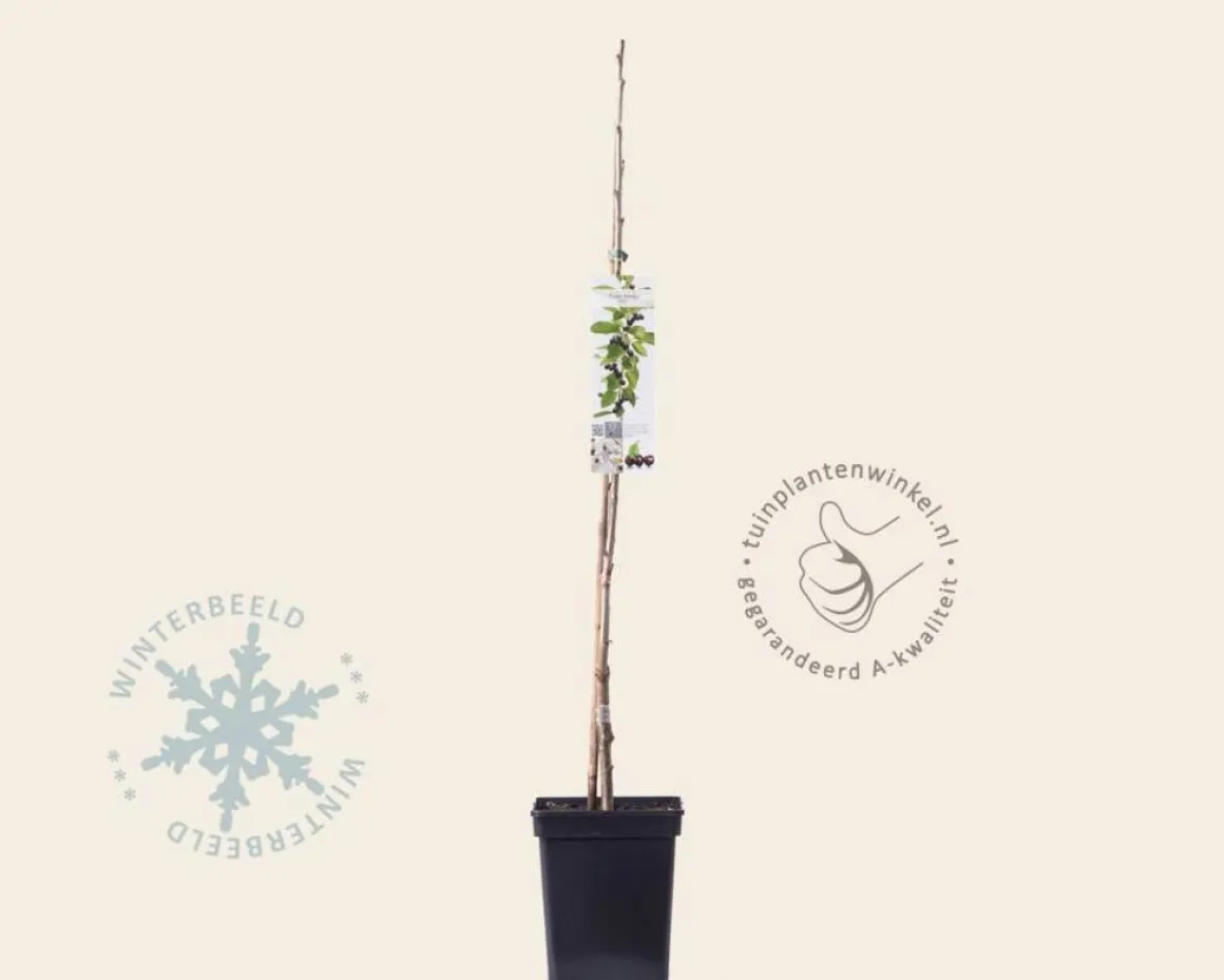 Prunus avium 'Sylvia' - zuilvorm