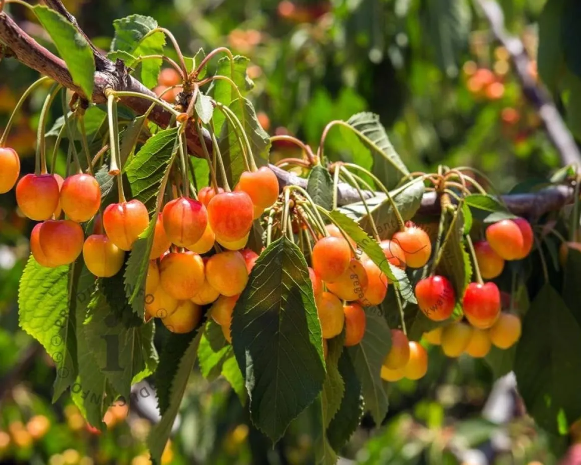 Prunus avium 'Udense Spaanse' - hoogstam