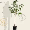 Prunus avium 'Udense Spaanse' - laagstam