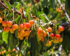 Prunus avium 'Udense Spaanse' - laagstam
