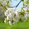 Prunus avium 'Van' - halfstam