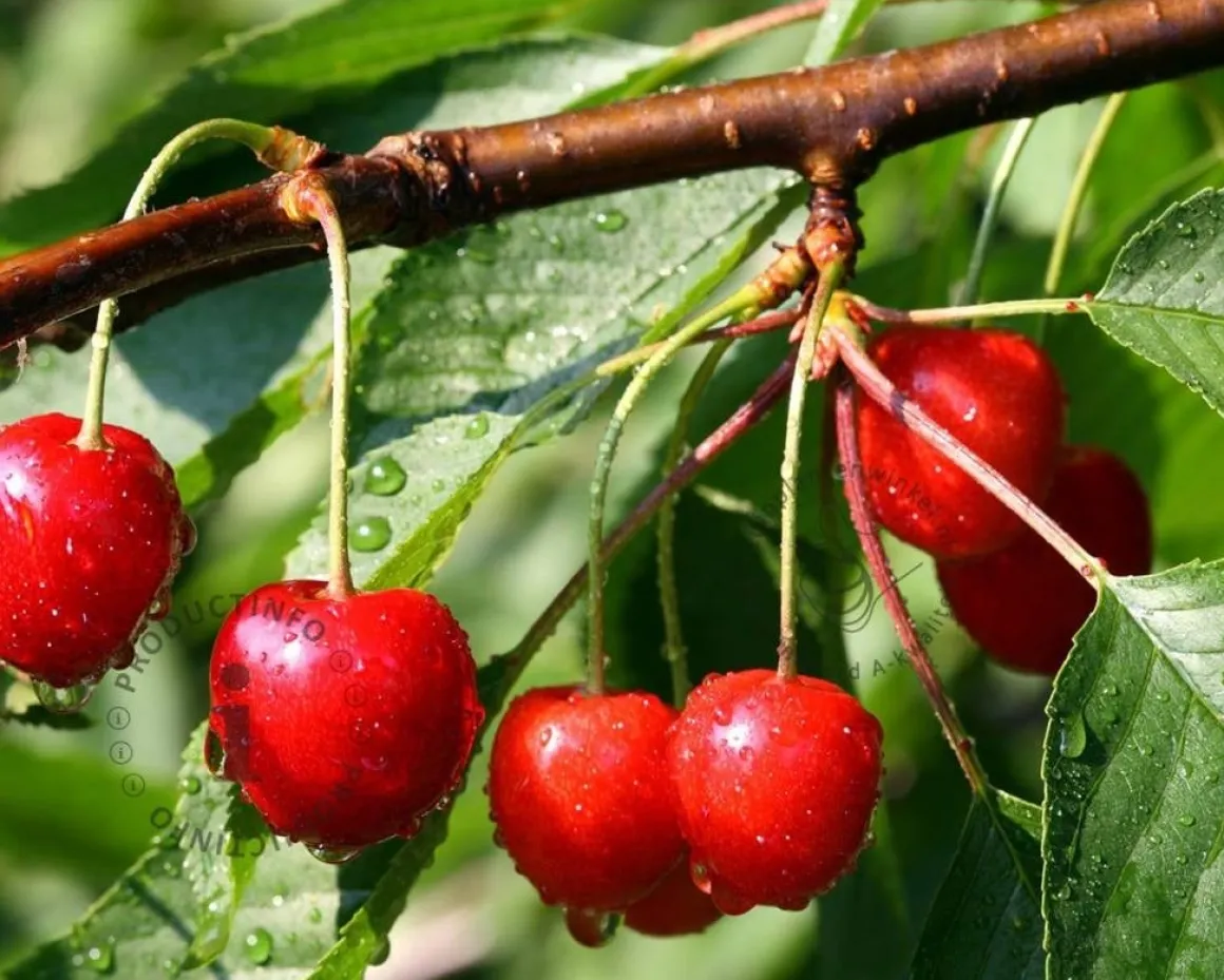 Prunus avium 'Van' - laagstam