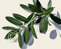 Prunus caucasica leiboom - Rek 200x130 cm