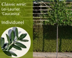Prunus caucasica leiboom - Rek 200x130 cm