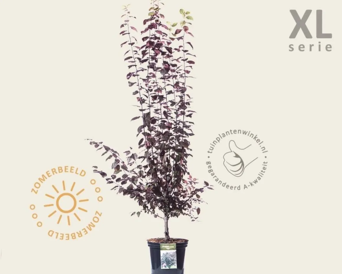 Prunus cerasifera 'Nigra' - XL