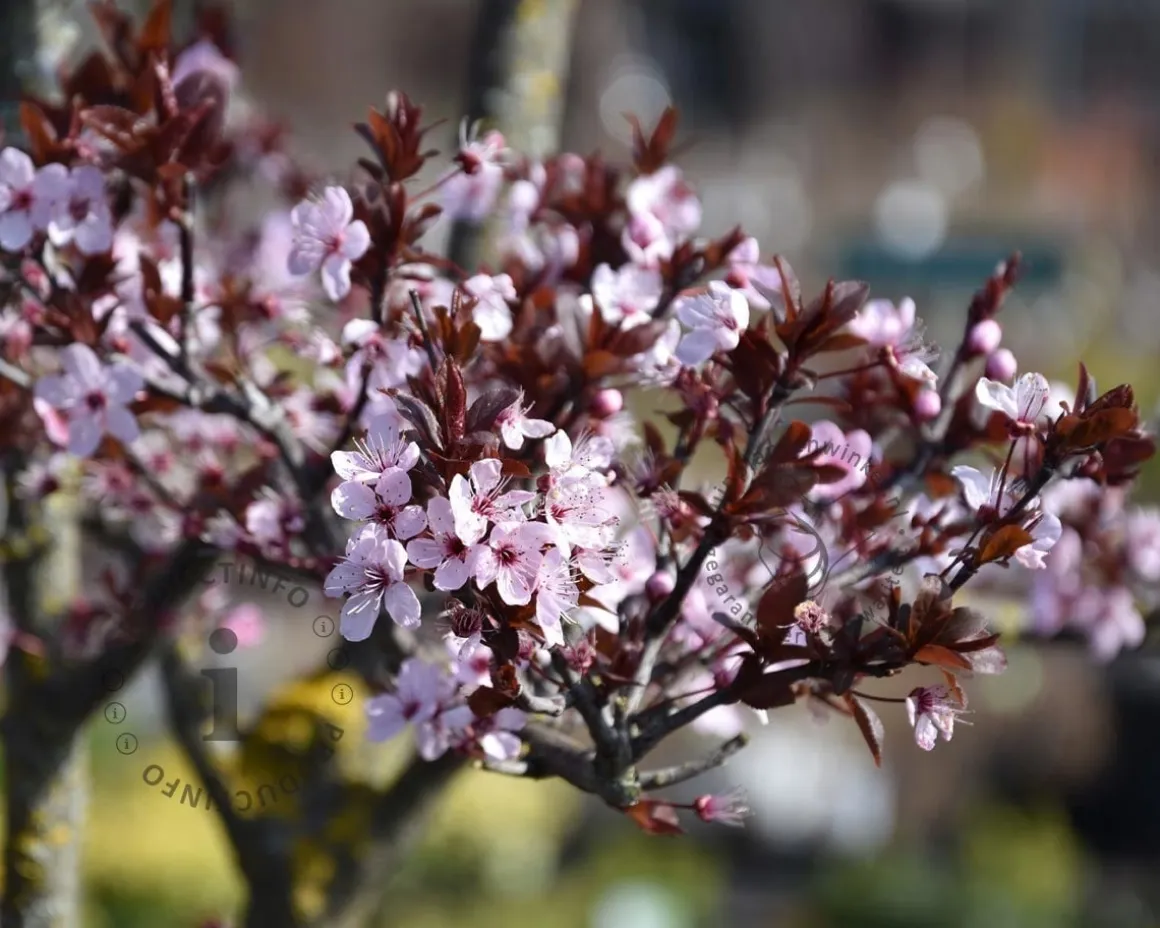Prunus cerasifera 'Nigra' - XL
