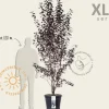 Prunus cerasifera 'Nigra' - XL+