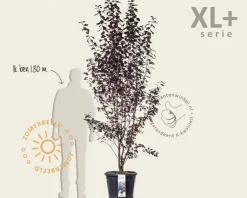 Prunus cerasifera 'Nigra' - XL+