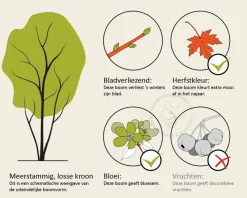 Prunus cerasifera 'Nigra' - XL+