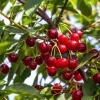 Prunus cerasus 'Morel' - halfstam