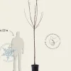 Prunus cerasus 'Morel' - hoogstam