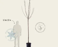 Prunus cerasus 'Morel' - hoogstam