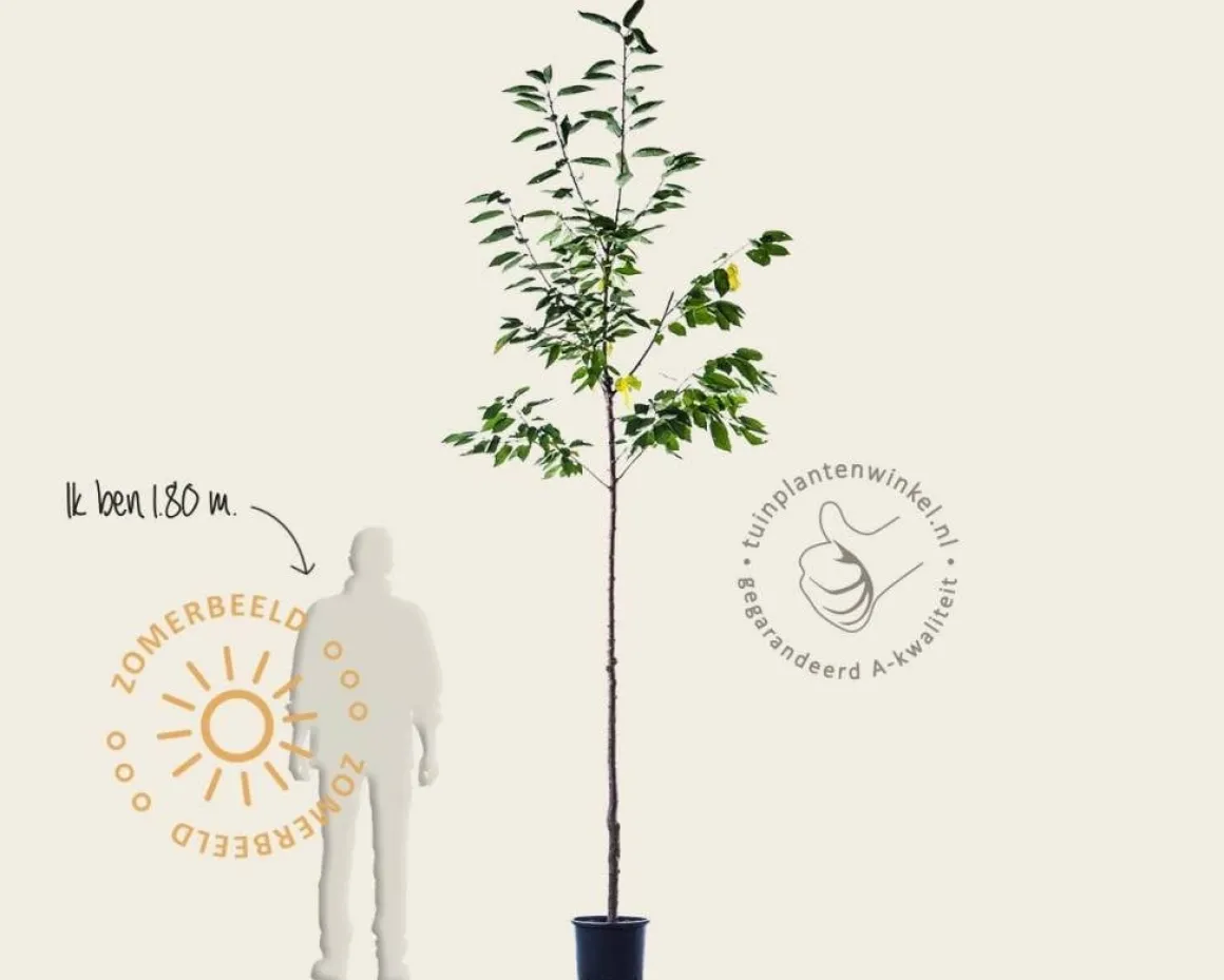 Prunus cerasus 'Morel' - hoogstam