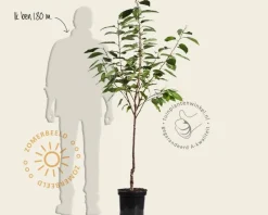 Prunus cerasus 'Morel' - laagstam