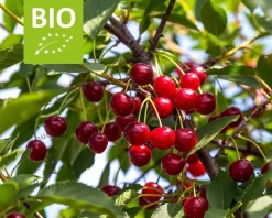 Prunus cerasus 'Morellenfeuer' - BIO laagstam