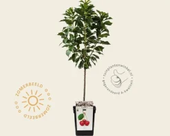 Prunus cerasus 'Morello' - mini