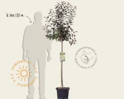 Prunus cistena - op stam