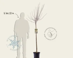Prunus cistena - op stam