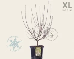 Prunus cistena - XL